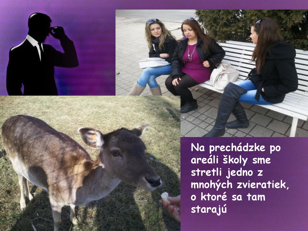 Na prechádzke po areáli školy sme stretli jedno z mnohých zvieratiek, o ktoré sa tam starajú