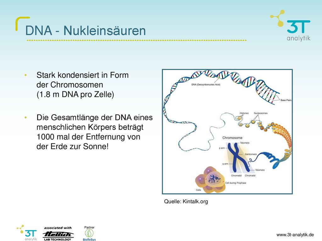 DNA - Nukleinsäuren Stark kondensiert in Form der Chromosomen (1.8 m DNA pro Zelle)