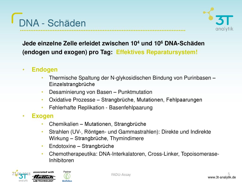 DNA - Schäden Jede einzelne Zelle erleidet zwischen 104 und 106 DNA-Schäden. (endogen und exogen) pro Tag: Effektives Reparatursystem!