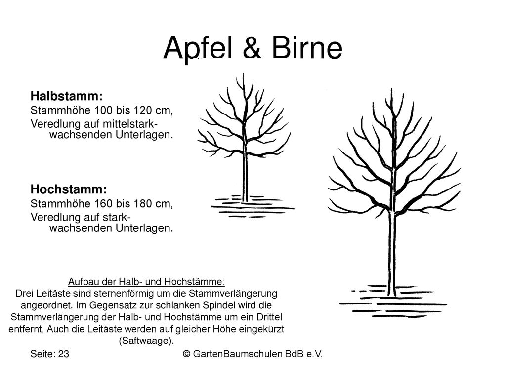 Apfel & Birne Halbstamm: Hochstamm: Stammhöhe 100 bis 120 cm,