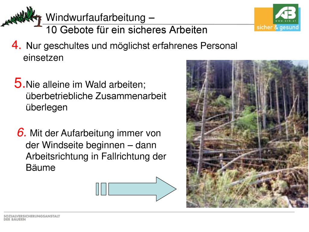 Windwurfaufarbeitung – 10 Gebote für ein sicheres Arbeiten
