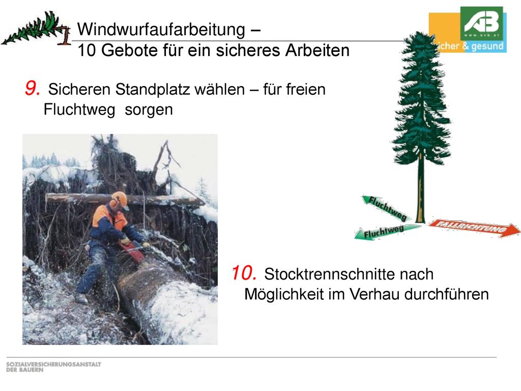 Windwurfaufarbeitung – 10 Gebote für ein sicheres Arbeiten