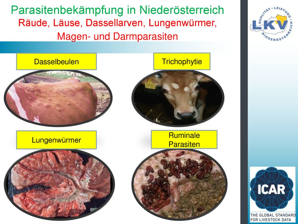 Parasitenbekämpfung in Niederösterreich Räude, Läuse, Dassellarven, Lungenwürmer, Magen- und Darmparasiten