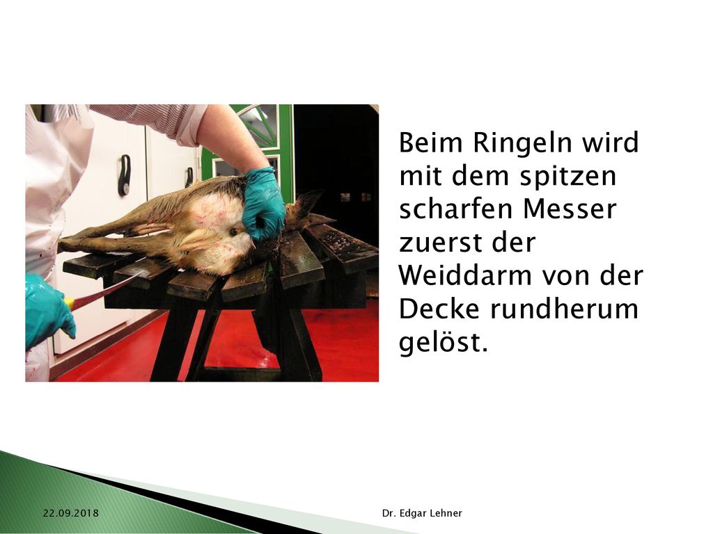 Beim Ringeln wird mit dem spitzen scharfen Messer zuerst der Weiddarm von der Decke rundherum gelöst.
