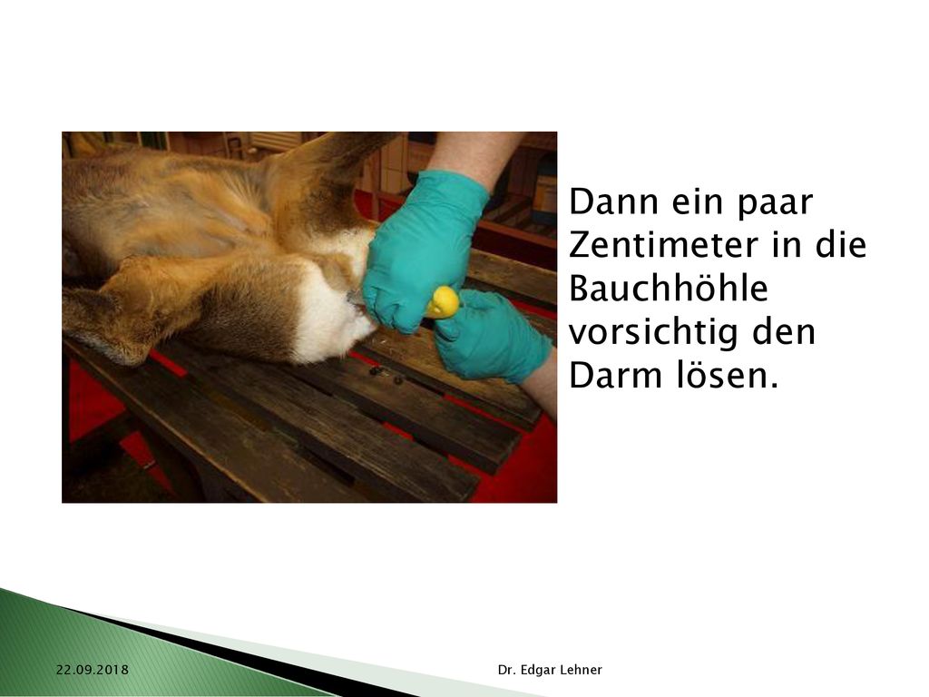 Dann ein paar Zentimeter in die Bauchhöhle vorsichtig den Darm lösen.