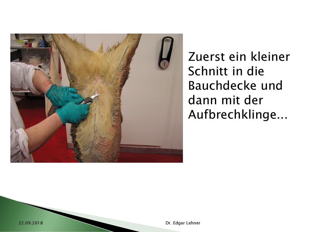 Zuerst ein kleiner Schnitt in die Bauchdecke und dann mit der Aufbrechklinge...