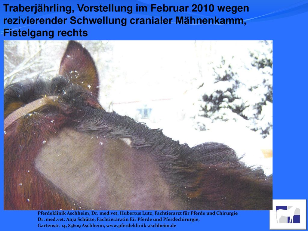 Traberjährling, Vorstellung im Februar 2010 wegen rezivierender Schwellung cranialer Mähnenkamm, Fistelgang rechts