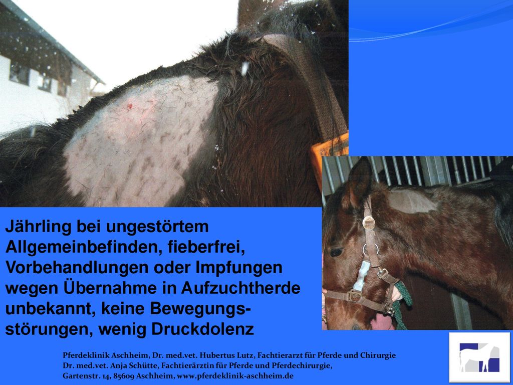 Jährling bei ungestörtem Allgemeinbefinden, fieberfrei, Vorbehandlungen oder Impfungen wegen Übernahme in Aufzuchtherde unbekannt, keine Bewegungs-störungen, wenig Druckdolenz