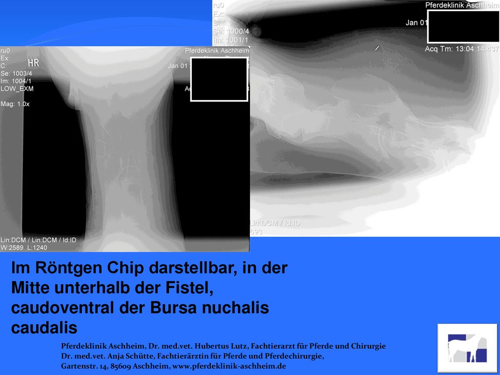 Im Röntgen Chip darstellbar, in der Mitte unterhalb der Fistel, caudoventral der Bursa nuchalis caudalis