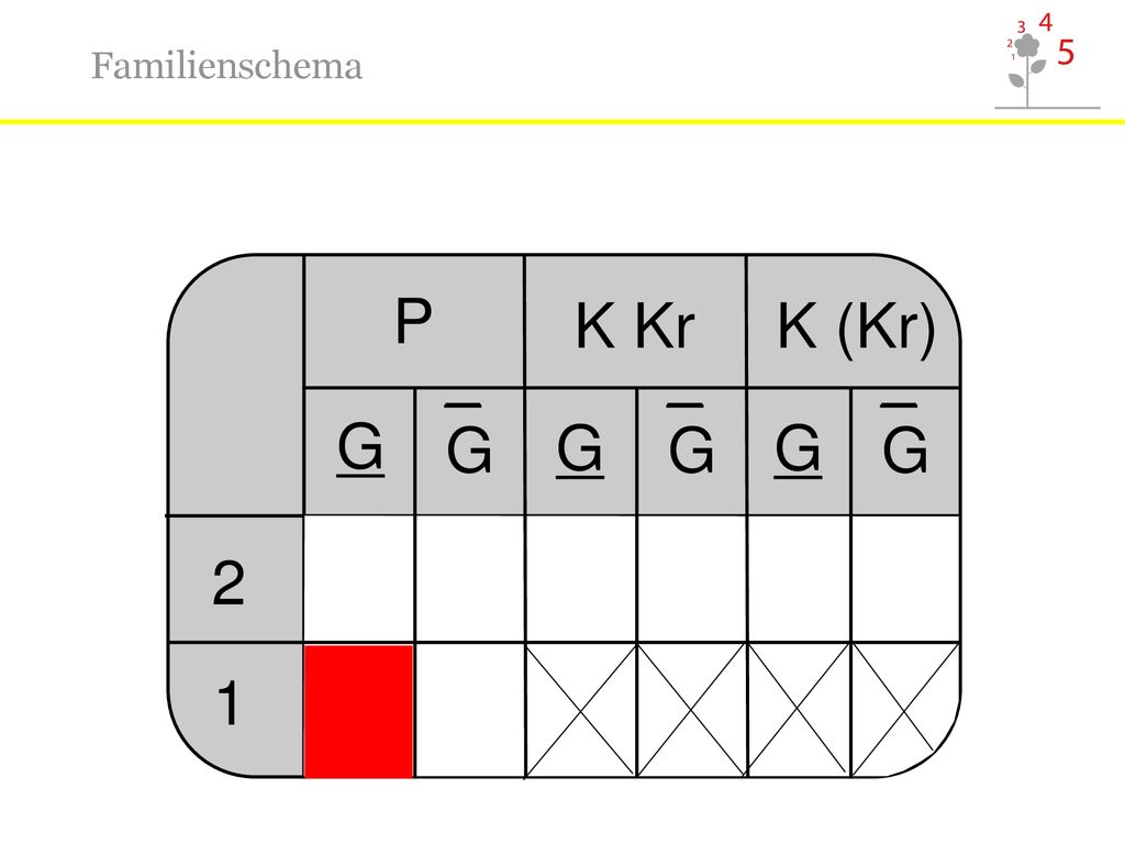 Familienschema P K Kr K (Kr) _G _G _G G G G 2 1