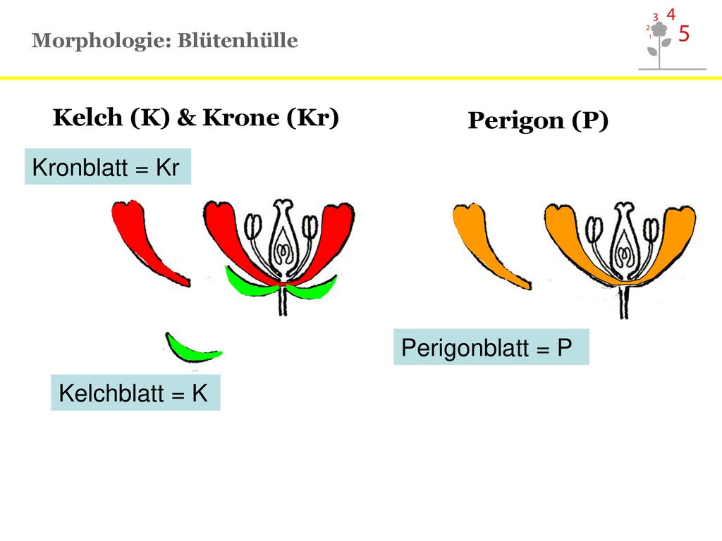 Kelch (K) & Krone (Kr) Perigon (P) Kronblatt = Kr Perigonblatt = P