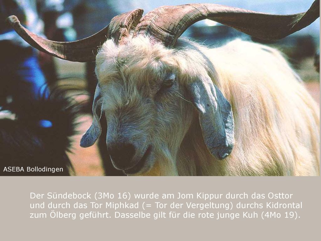 Der Sündebock (3Mo 16) wurde am Jom Kippur durch das Osttor