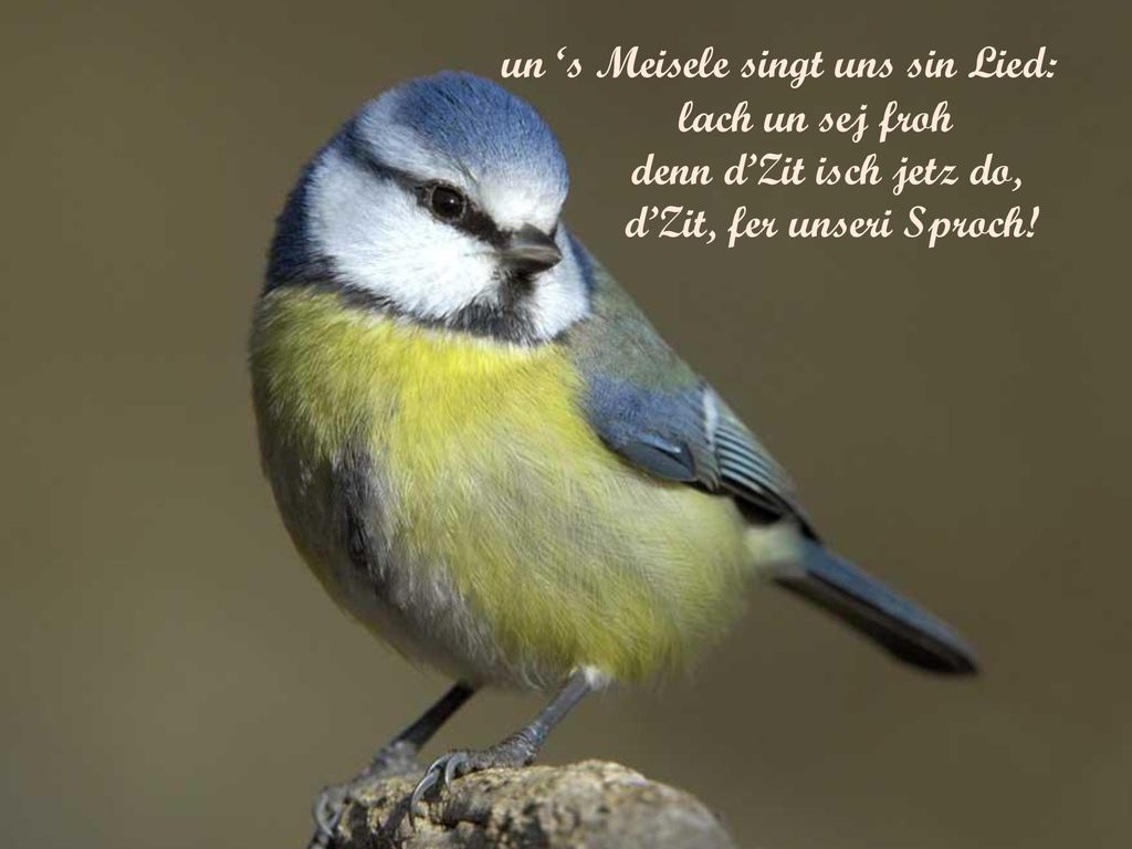 un ‘s Meisele singt uns sin Lied: d’Zit, fer unseri Sproch!