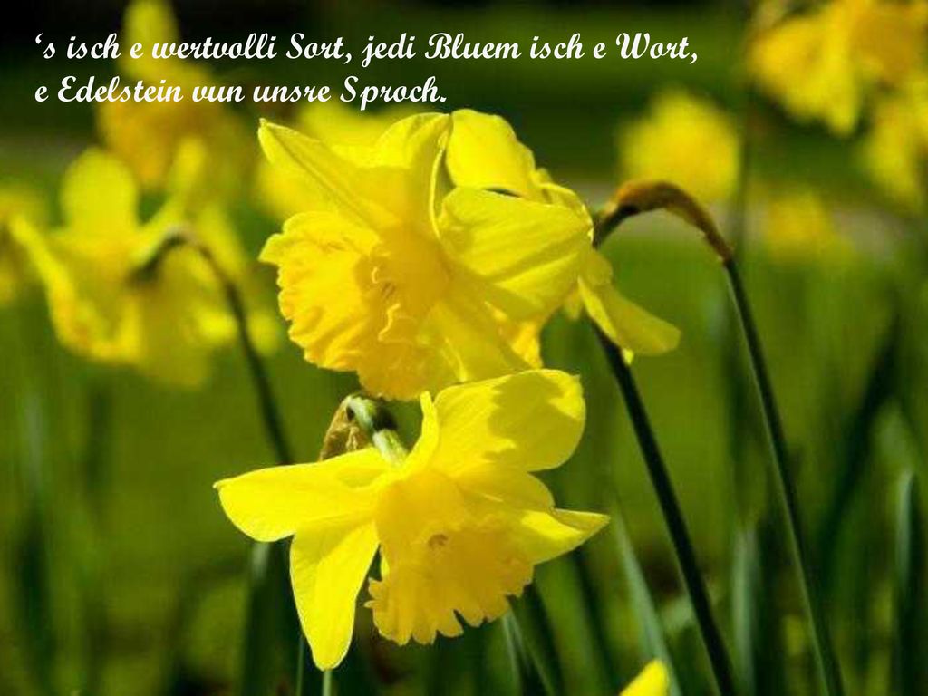 ‘s isch e wertvolli Sort, jedi Bluem isch e Wort,