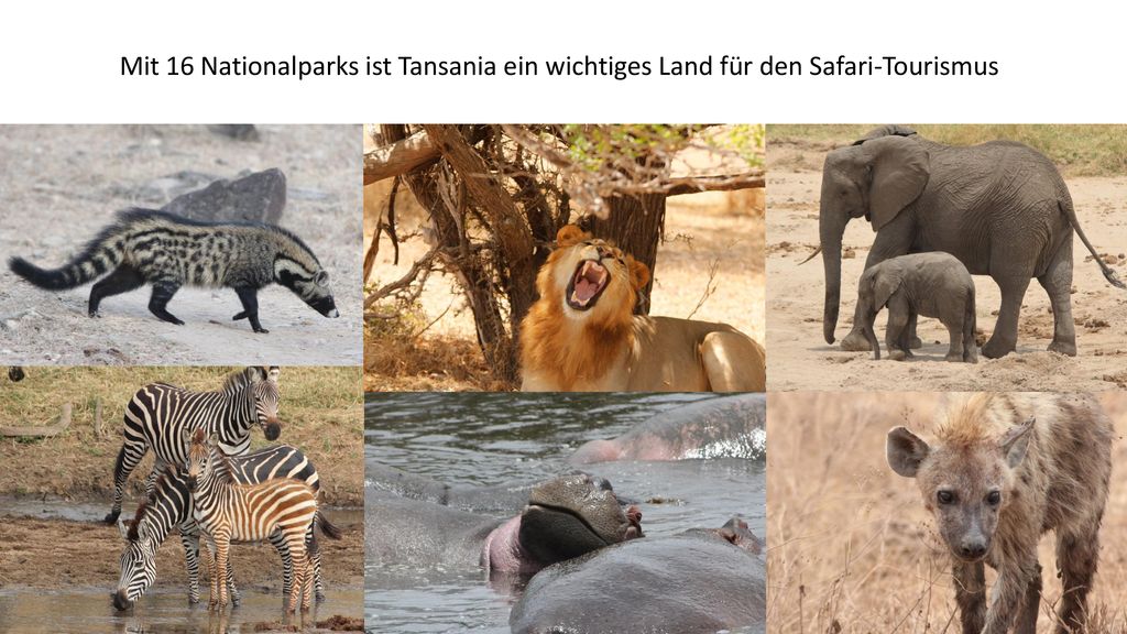 Mit 16 Nationalparks ist Tansania ein wichtiges Land für den Safari-Tourismus
