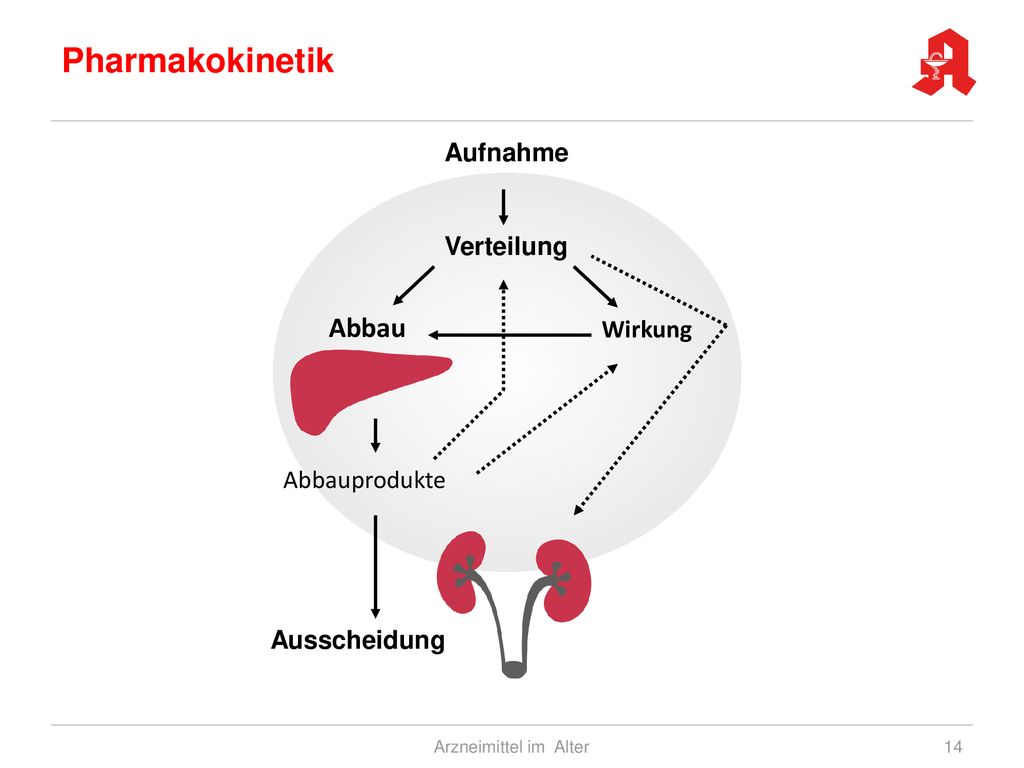 Pharmakokinetik Abbau Aufnahme Verteilung Wirkung Abbauprodukte