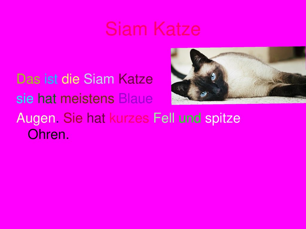 Siam Katze Das ist die Siam Katze sie hat meistens Blaue