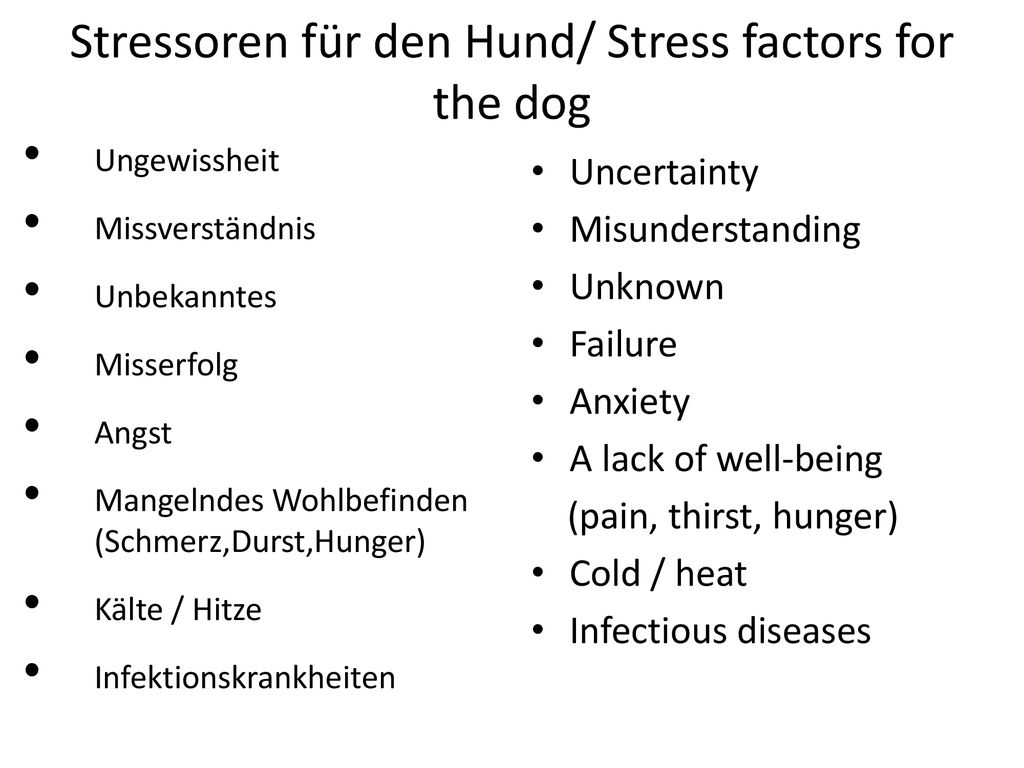 Stressoren für den Hund/ Stress factors for the dog