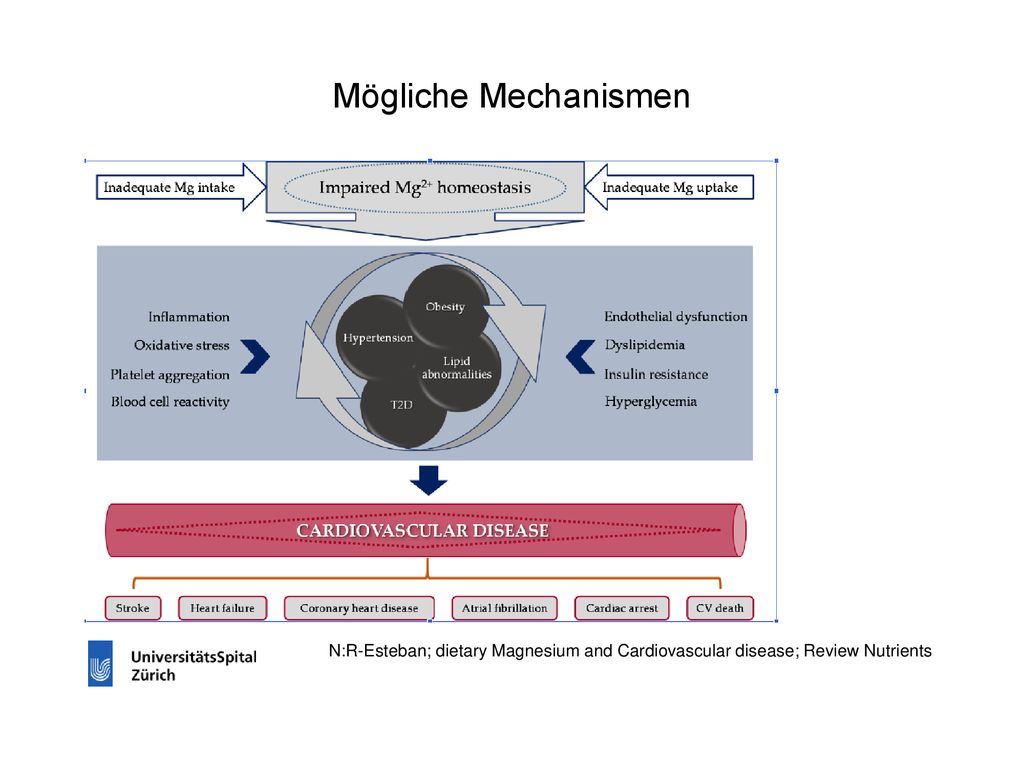 Mögliche Mechanismen N:R-Esteban; dietary Magnesium and Cardiovascular disease; Review Nutrients