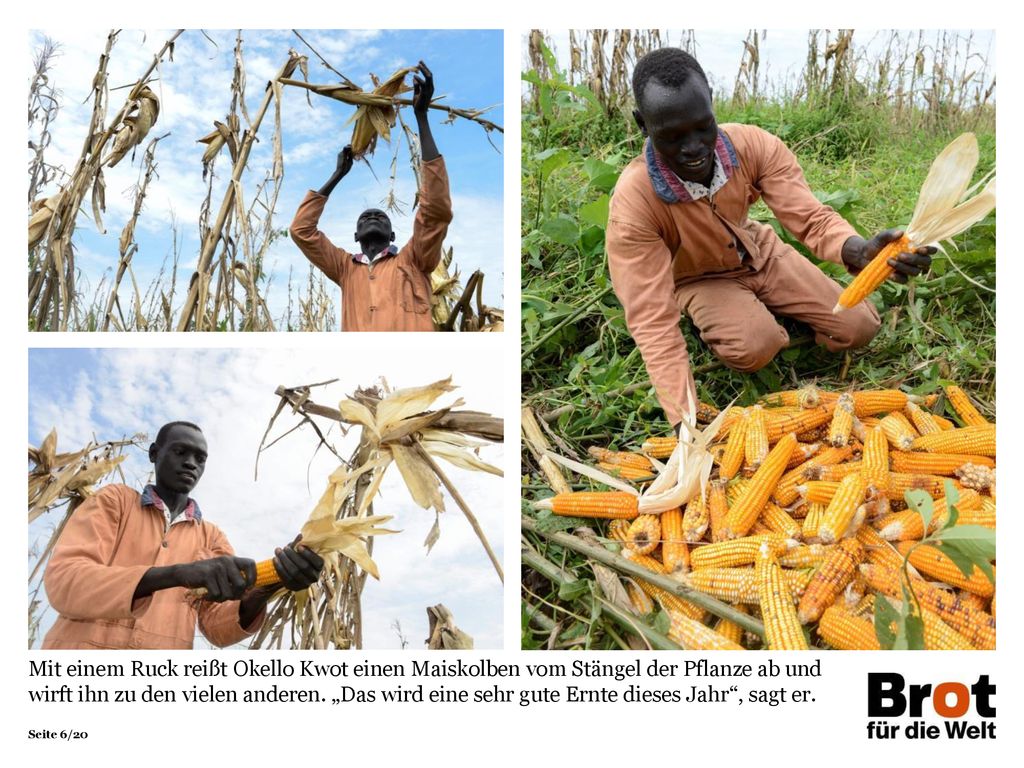 Mit einem Ruck reißt Okello Kwot einen Maiskolben vom Stängel der Pflanze ab und wirft ihn zu den vielen anderen. „Das wird eine sehr gute Ernte dieses Jahr , sagt er.