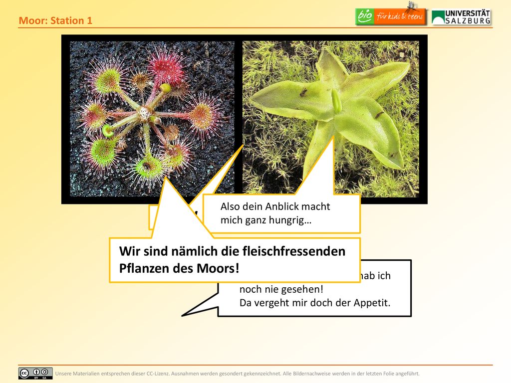 WIR! Wir sind nämlich die fleischfressenden Pflanzen des Moors!