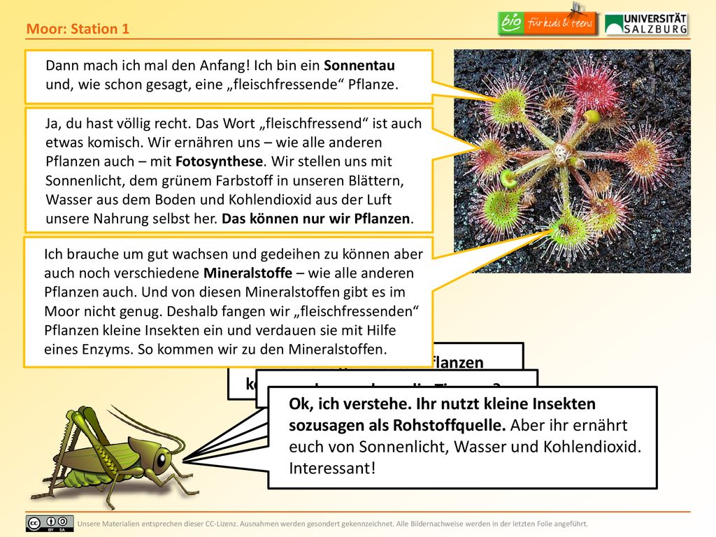 Ich verstehe gar nichts! Pflanzen können doch kein Fleisch fressen !