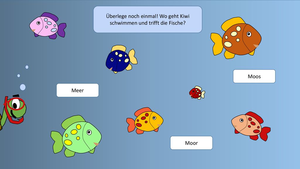 Überlege noch einmal! Wo geht Kiwi schwimmen und trifft die Fische