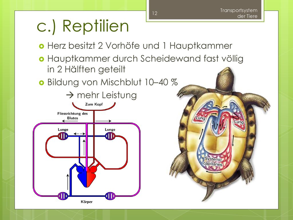 c.) Reptilien Herz besitzt 2 Vorhöfe und 1 Hauptkammer