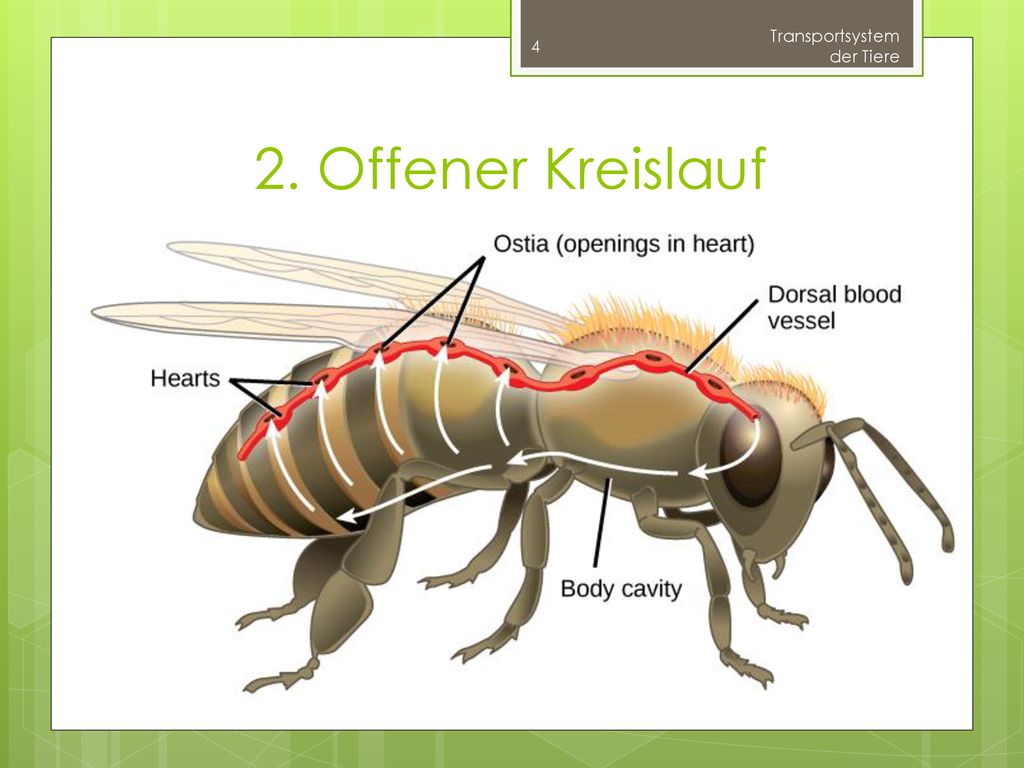 Кровообращение у насекомых. Сердце насекомых. Сердце у насекомых располагается в. Кровеносная система насекомых. Сердце мухи.