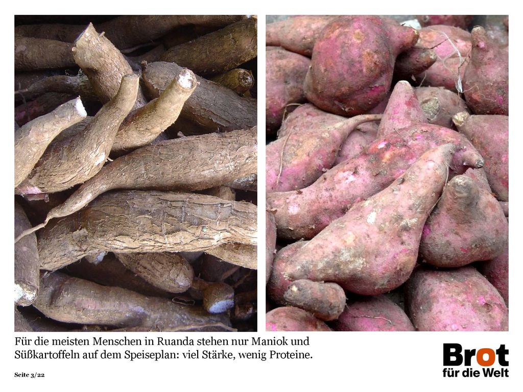 Für die meisten Menschen in Ruanda stehen nur Maniok und Süßkartoffeln auf dem Speiseplan: viel Stärke, wenig Proteine.