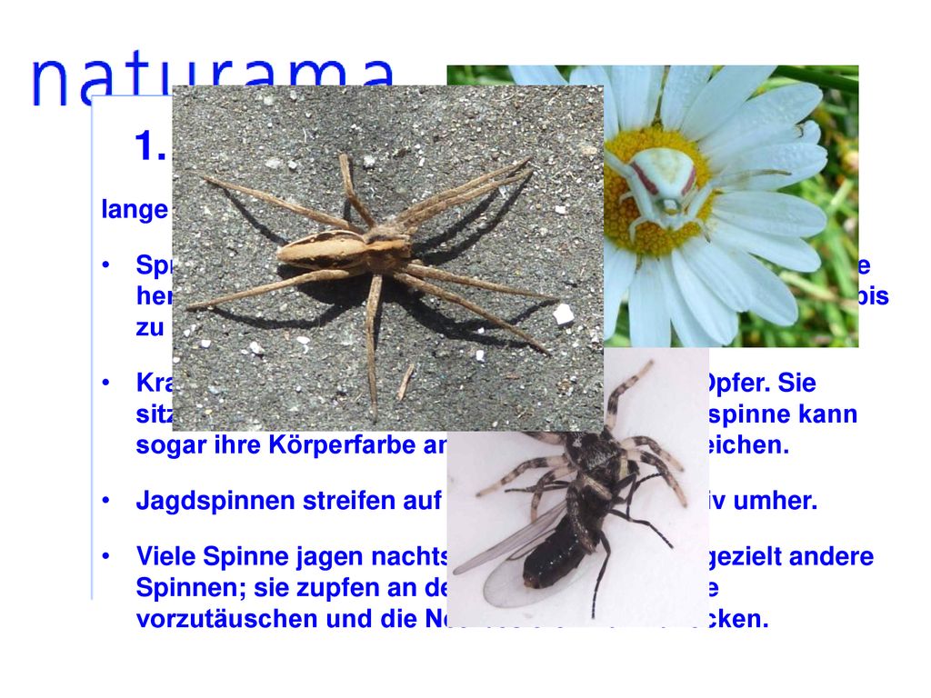 1. Jagdstrategien lange nicht alle Spinnen fangen ihre Beute mit Netzen: