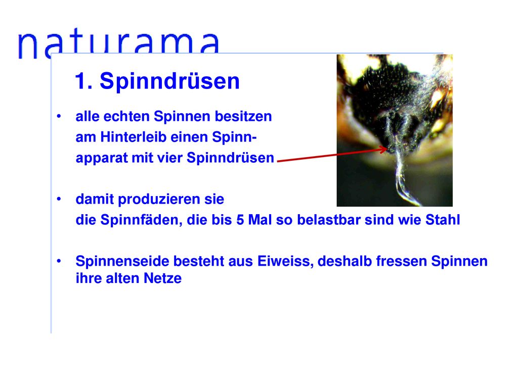 1. Spinndrüsen alle echten Spinnen besitzen am Hinterleib einen Spinn-