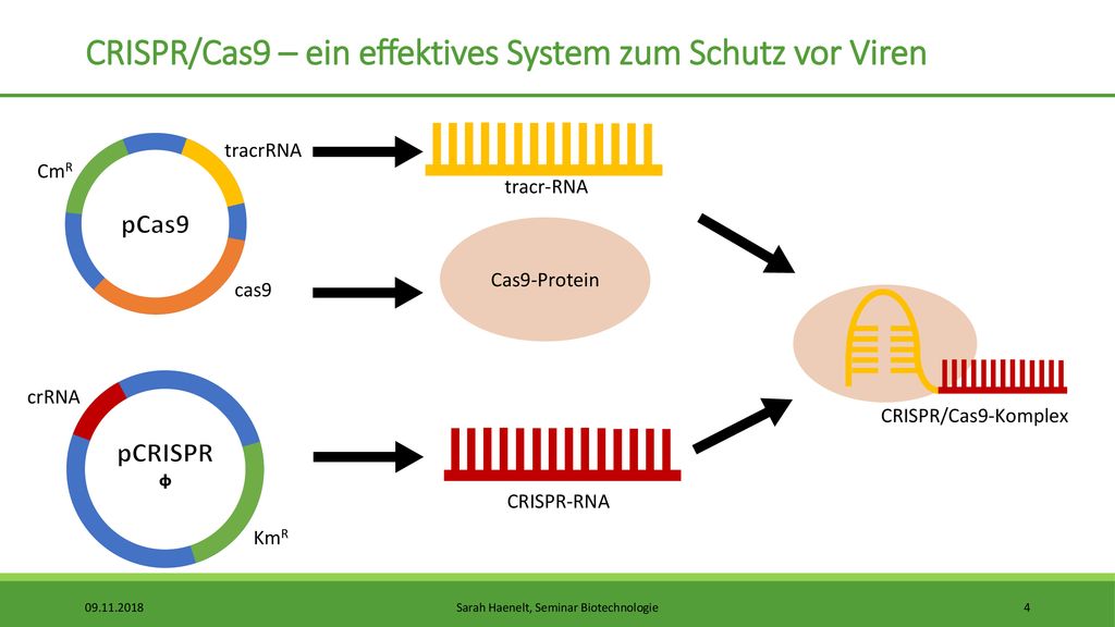 CRISPR/Cas9 – ein effektives System zum Schutz vor Viren