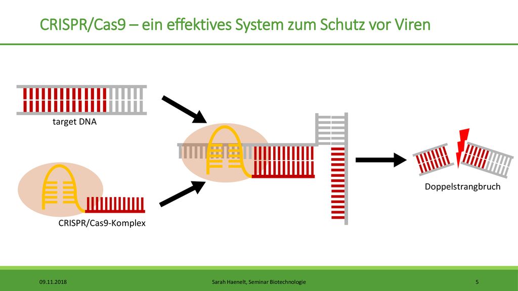 CRISPR/Cas9 – ein effektives System zum Schutz vor Viren
