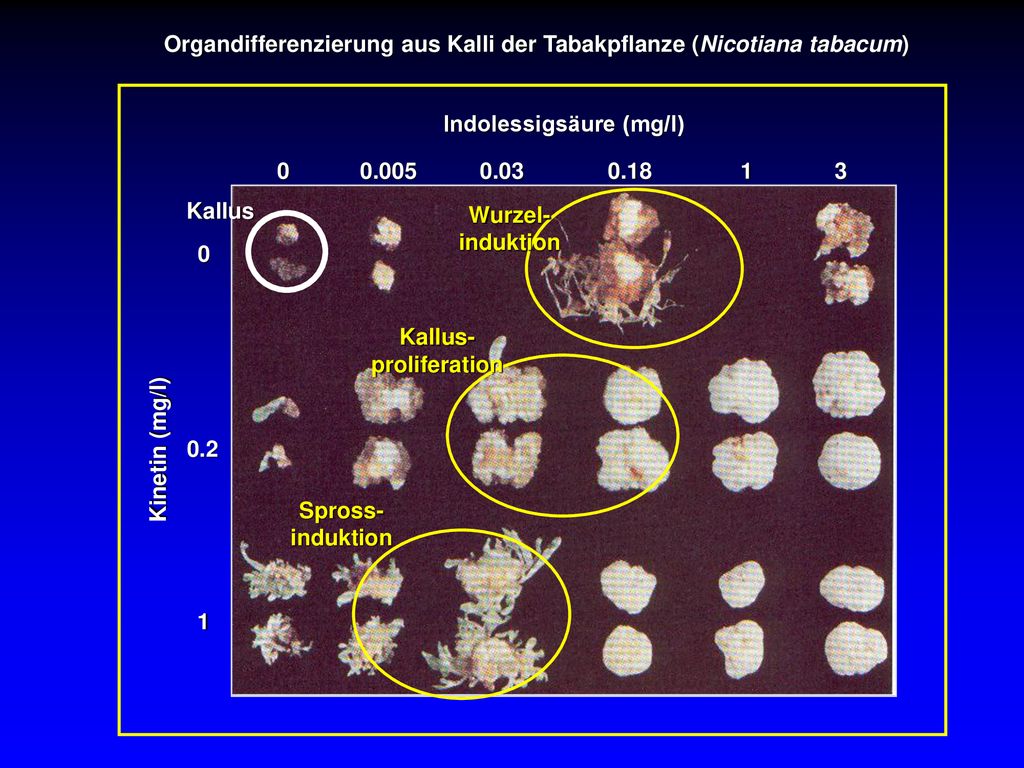 Indolessigsäure (mg/l) Kinetin (mg/l) 0.2. Organdifferenzierung aus Kalli der Tabakpflanze (Nicotiana tabacum)
