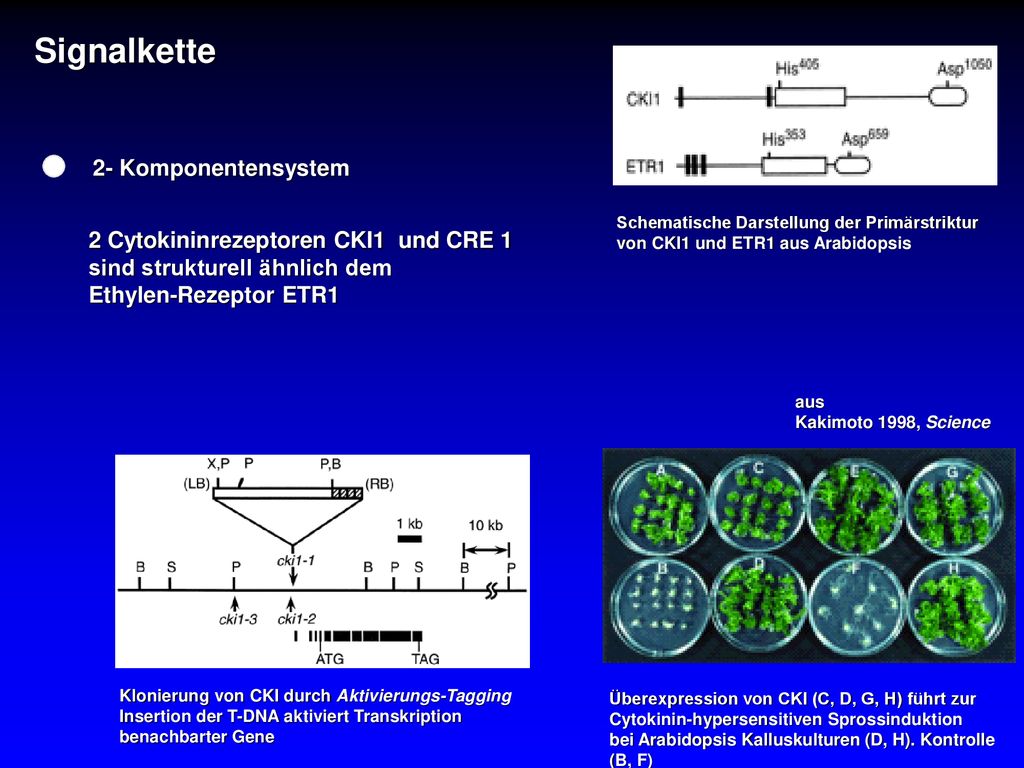 Signalkette 2- Komponentensystem 2 Cytokininrezeptoren CKI1 und CRE 1