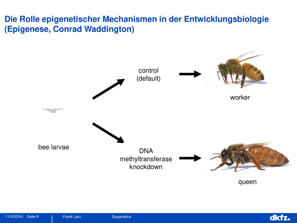 Die Rolle epigenetischer Mechanismen in der Entwicklungsbiologie (Epigenese, Conrad Waddington)