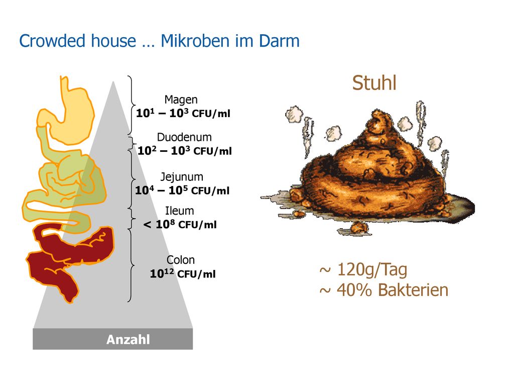 Stuhl Crowded house … Mikroben im Darm ~ 120g/Tag ~ 40% Bakterien