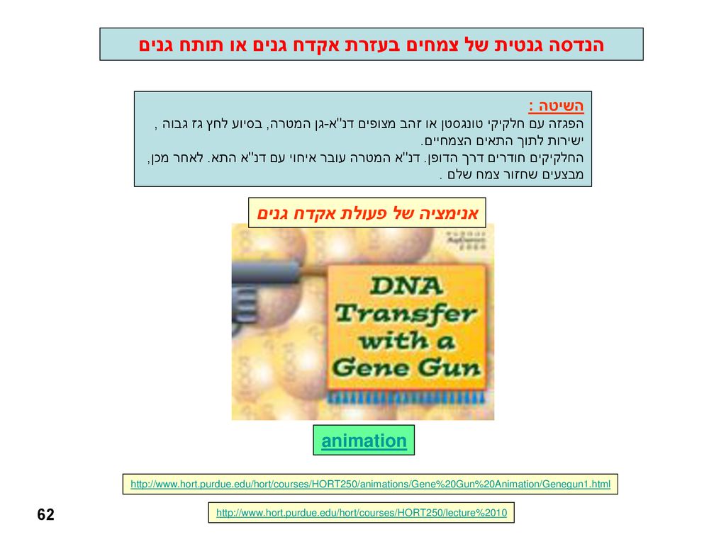 הנדסה גנטית של צמחים בעזרת אקדח גנים או תותח גנים