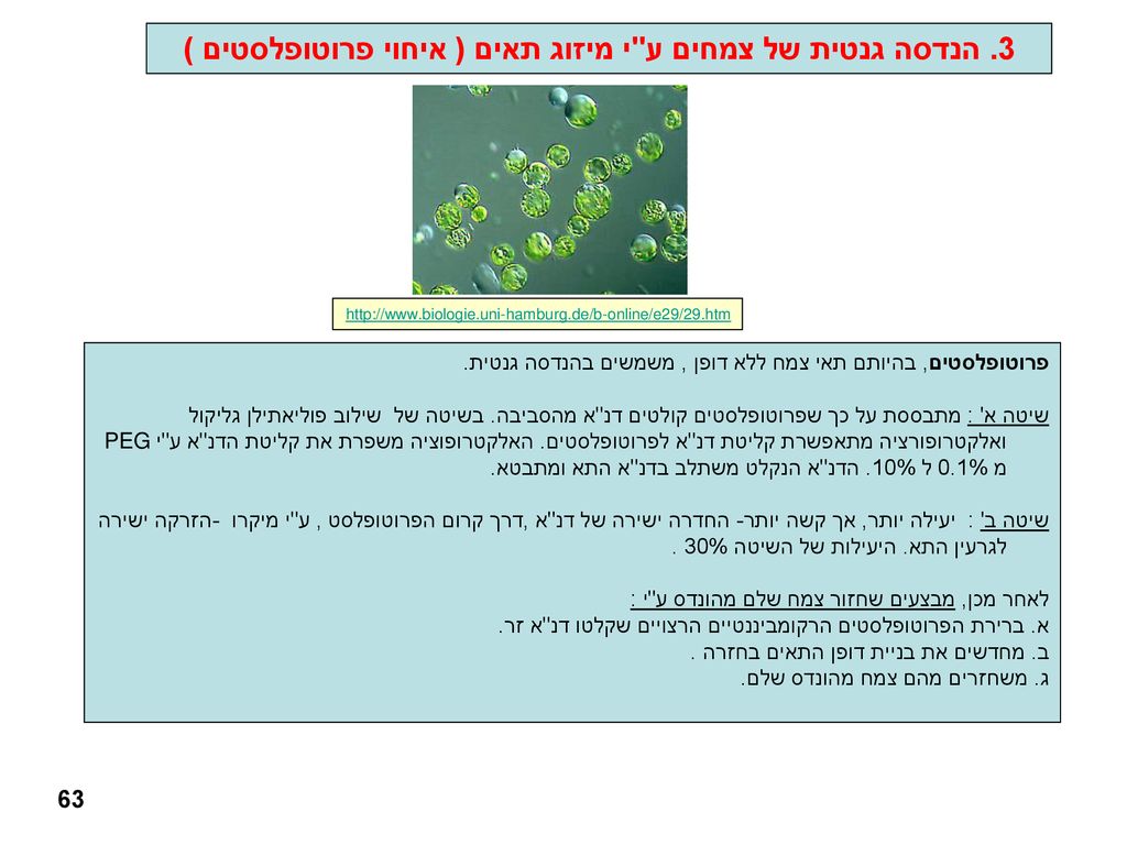 3. הנדסה גנטית של צמחים ע י מיזוג תאים ( איחוי פרוטופלסטים )
