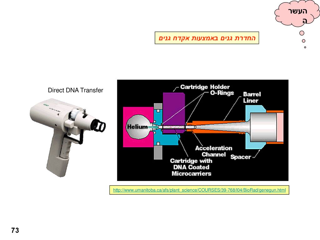 העשרה החדרת גנים באמצעות אקדח גנים 73 Direct DNA Transfer