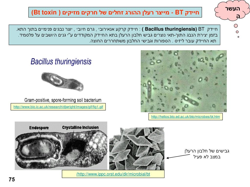 חיידק BT - מייצר רעלן ההורג זחלים של חרקים מזיקים ( Bt toxin)
