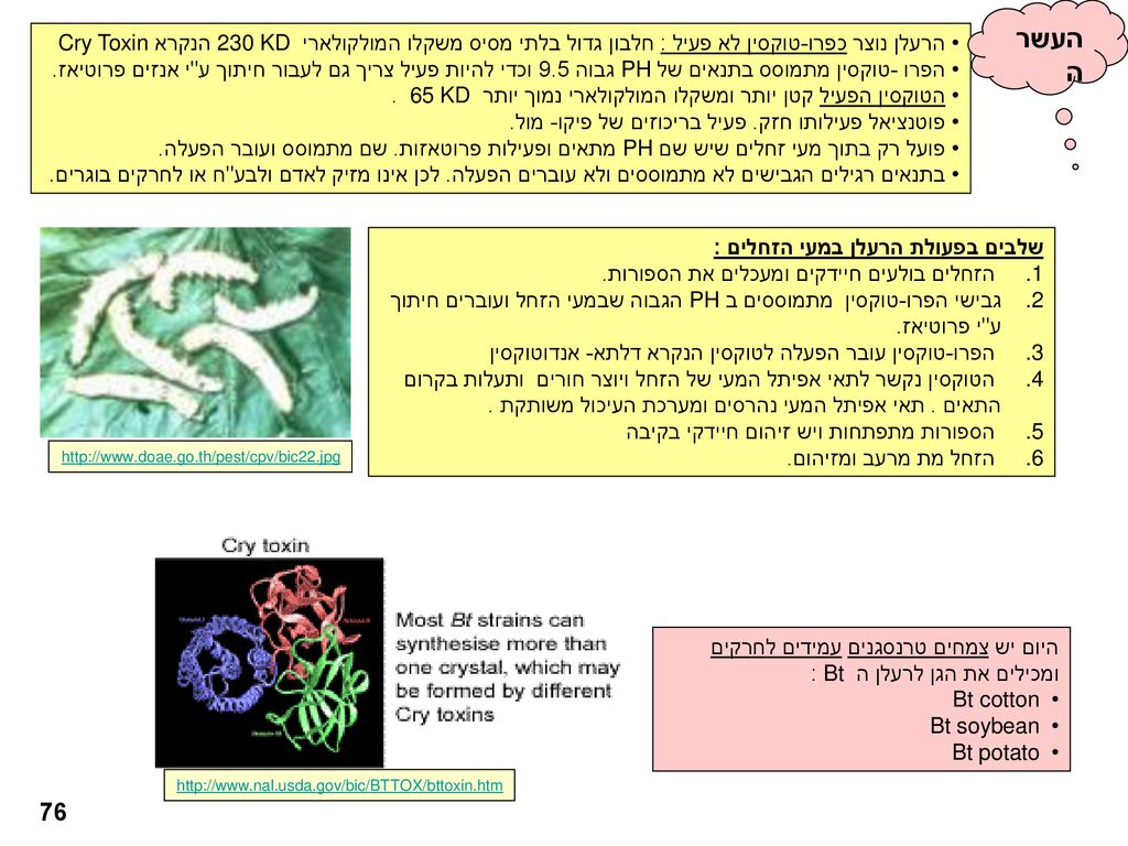 העשרה הרעלן נוצר כפרו-טוקסין לא פעיל : חלבון גדול בלתי מסיס משקלו המולקולארי 230 KD הנקרא Cry Toxin.