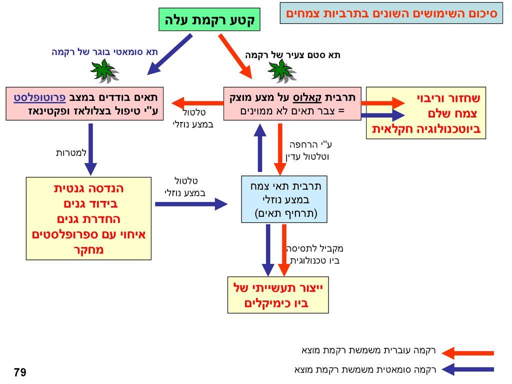קטע רקמת עלה סיכום השימושים השונים בתרביות צמחים שחזור וריבוי צמח שלם