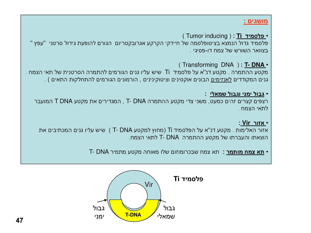 מושגים : פלסמיד Ti Vir גבול ימני גבול שמאלי 47
