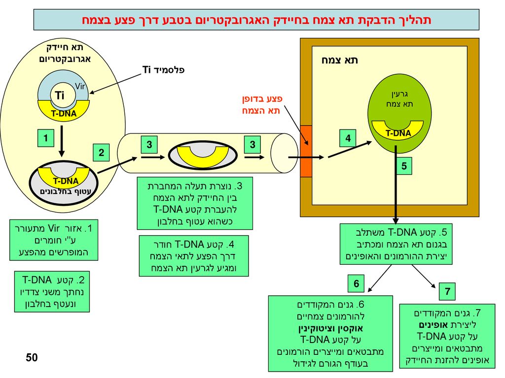 תהליך הדבקת תא צמח בחיידק האגרובקטריום בטבע דרך פצע בצמח