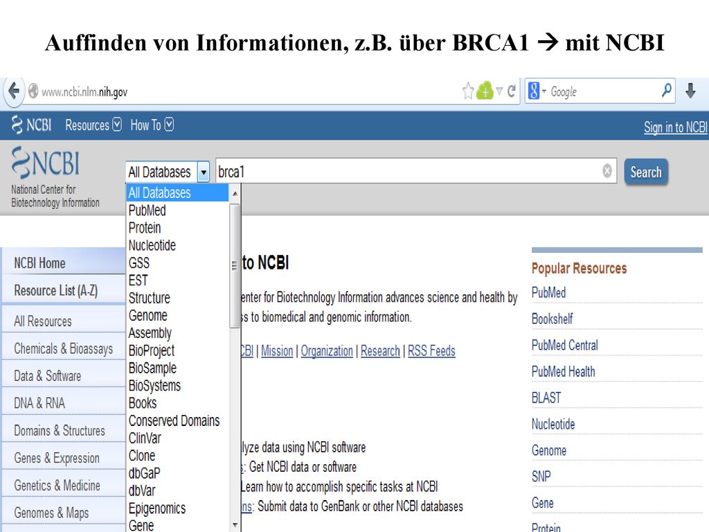 Auffinden von Informationen, z.B. über BRCA1  mit NCBI
