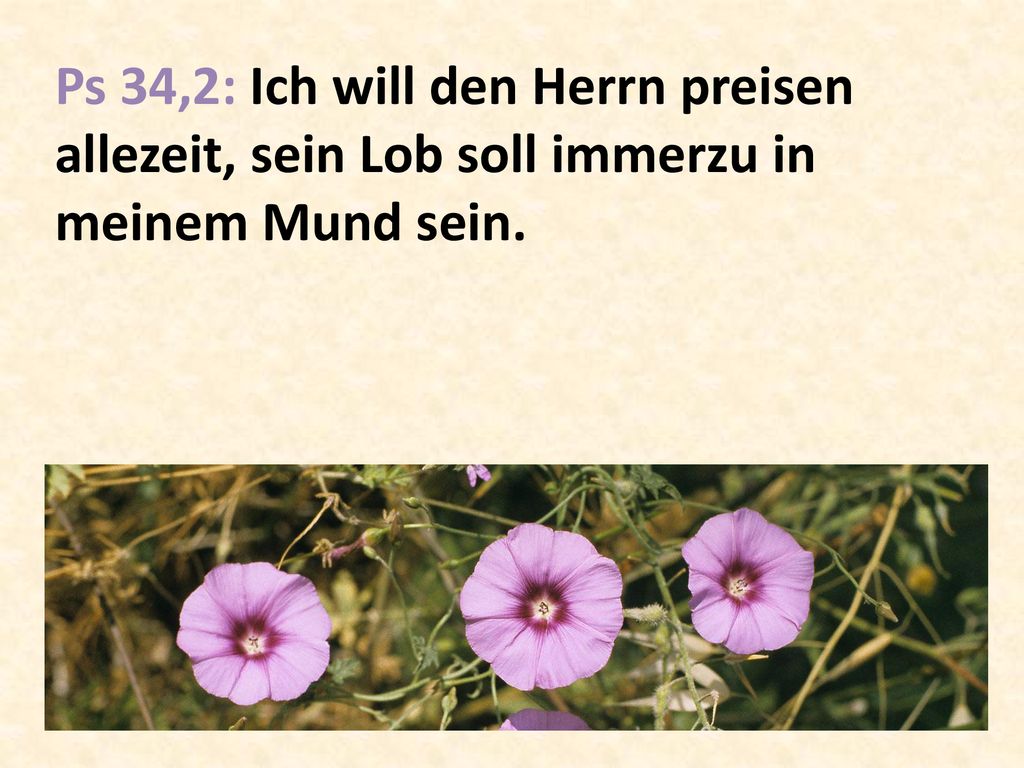Ps 34,2: Ich will den Herrn preisen allezeit, sein Lob soll immerzu in meinem Mund sein.