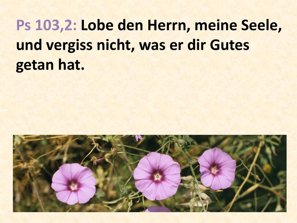 Ps 103,2: Lobe den Herrn, meine Seele, und vergiss nicht, was er dir Gutes getan hat.