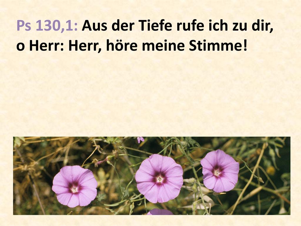 Ps 130,1: Aus der Tiefe rufe ich zu dir, o Herr: Herr, höre meine Stimme!